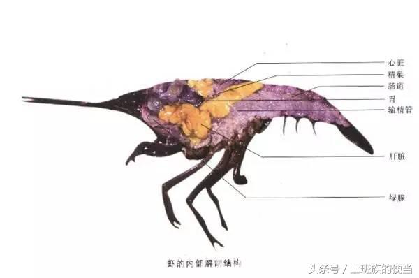 鸡头好吃还是鸭头好吃,鸭头鸡头不能吃的原因