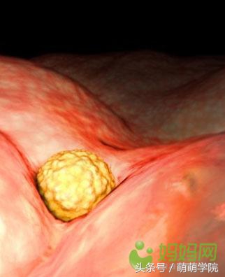 孕期1到40周胎儿发育全过程,胎儿发育40周全过程动态画