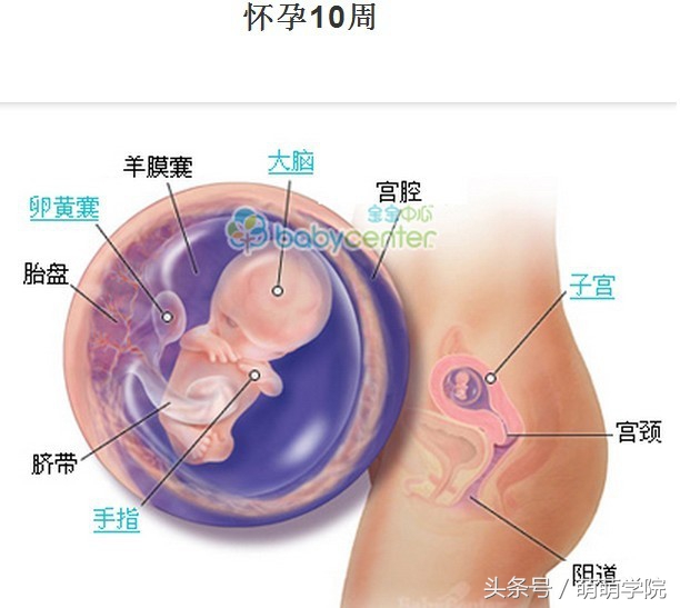 孕期1到40周胎儿发育全过程,胎儿发育40周全过程动态画