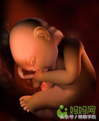 孕期1到40周胎儿发育全过程,胎儿发育40周全过程动态画