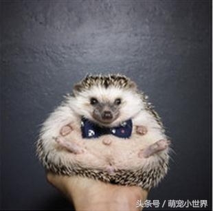 奶奶也有养刺猬？超肉感刺猬胖到跟小猪一样让人笑喷：到底吃多少