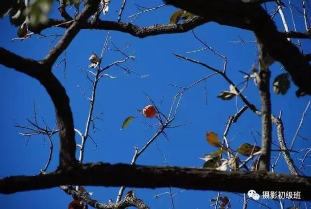 摄影新手必学的20种基础构图,摄影11种构图技巧