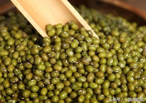 荷叶绿豆百合粥的功效,绿豆治畜禽疾病