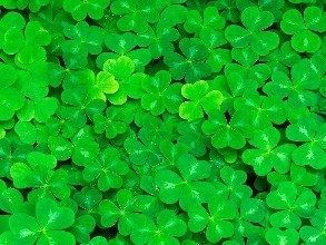 春季野菜大赏选对种类健康又美味,开春吃野菜的讲究