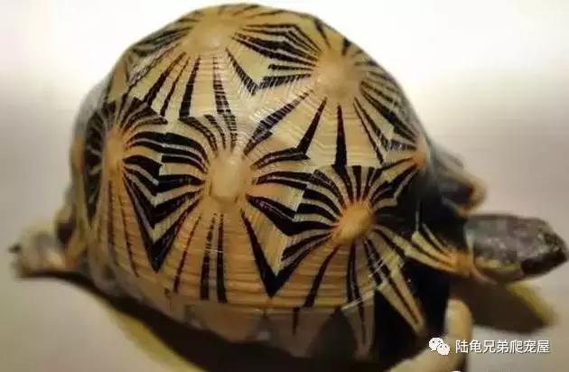 辐射陆龟多少一只,辐射陆龟隆背问题