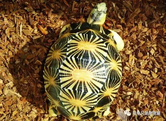 辐射陆龟多少一只,辐射陆龟隆背问题