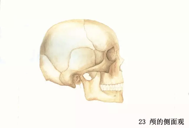 正所谓画骨画皮也画心,画皮画骨还画心