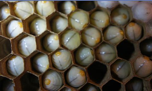 一些奇奇怪怪的虫子美食,各种虫子美食大总结