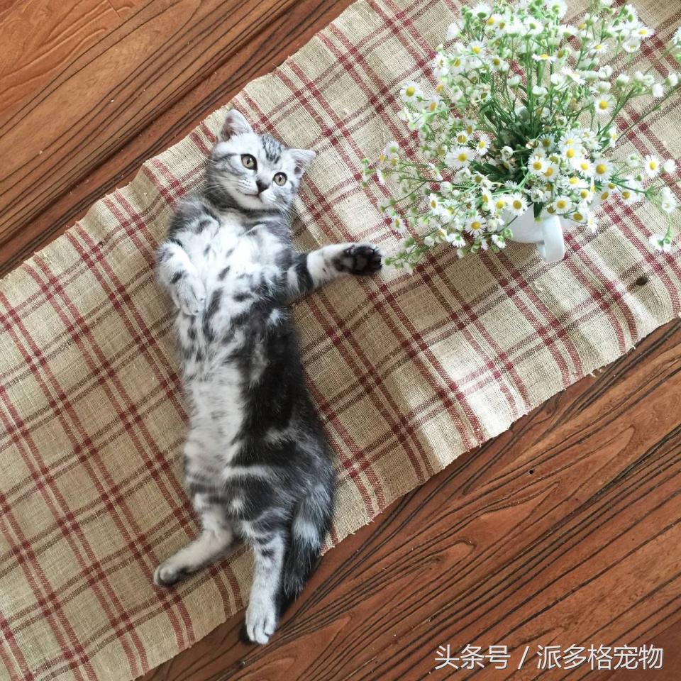 宠物肚皮上小秘密还挺多，当然手感也是一级棒！