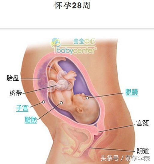 孕期1到40周胎儿发育全过程,胎儿发育40周全过程动态画