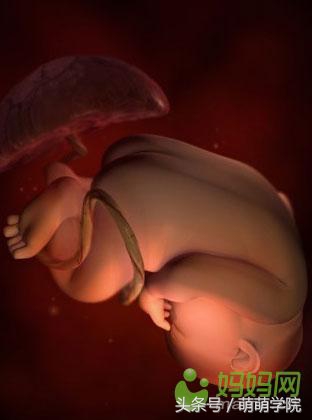 孕期1到40周胎儿发育全过程,胎儿发育40周全过程动态画