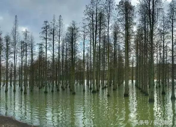 南京莫愁湖公园免费,南京免费公园免费开放日一览表