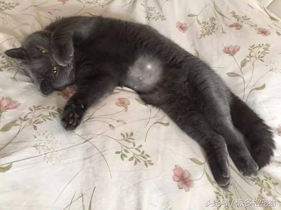 宠物肚皮上小秘密还挺多，当然手感也是一级棒！