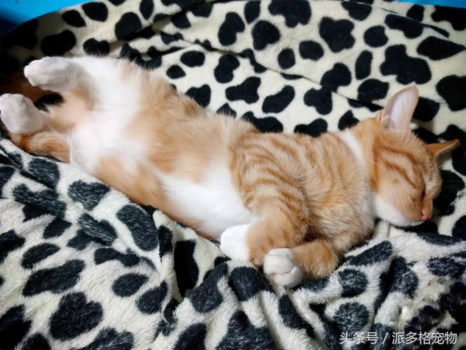 宠物肚皮上小秘密还挺多，当然手感也是一级棒！