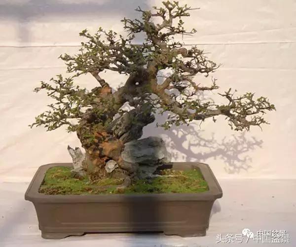 雀梅盆景图片欣赏设计,大坨坨雀梅盆景