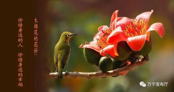 木棉花礼赞作文,木棉花之语