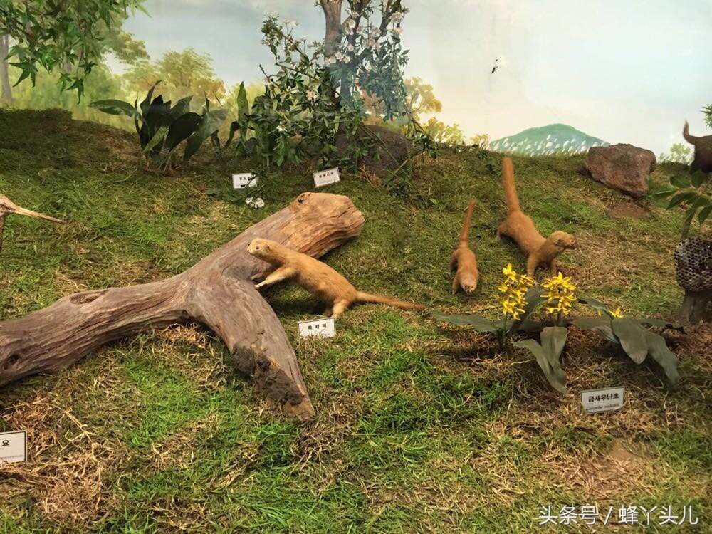 民间传说黄鼠狼是大仙是真的吗,大仙黄鼠狼偷鸡