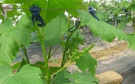 叶面肥的10大优点,什么是真正的叶面肥