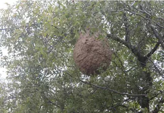 农村十分常见动物,雷州最稀有的动物