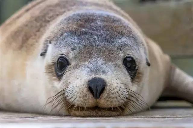 澳大利亚袋鼠岛旅游攻略,袋鼠岛旅游