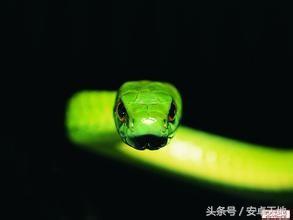 巨蟒吞食巨鳄令人瞠目结舌,巨蟒肚子肿大