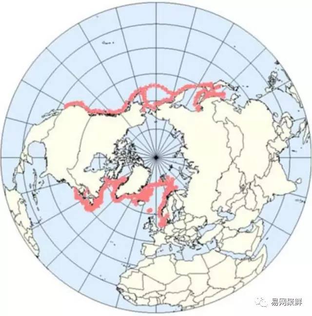 全球最优质的北极甜虾,正宗日本北极虾