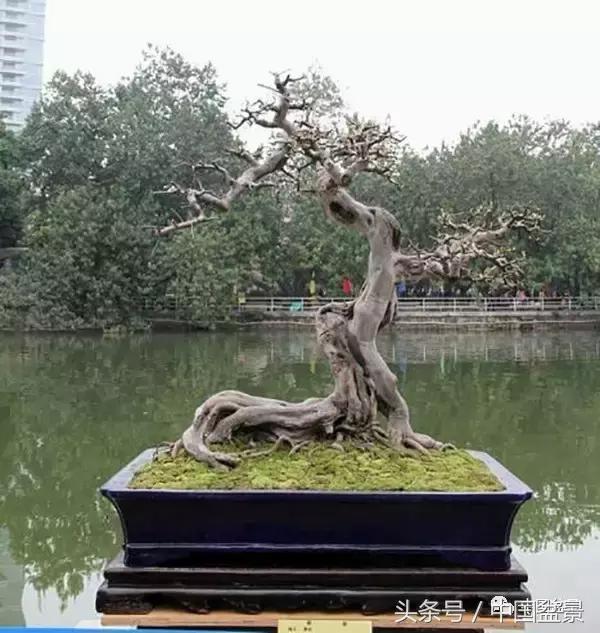 雀梅盆景图片欣赏设计,大坨坨雀梅盆景