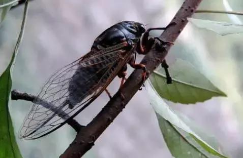 农村十分常见动物,雷州最稀有的动物