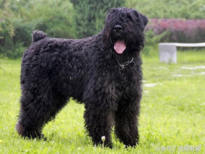 哈士奇狗狗品种及价格图片大全,有哪些小泰迪狗狗品种好