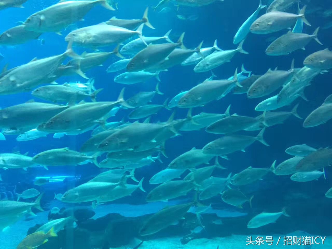 珠海长隆奇幻之旅,广州珠海长隆两天一夜攻略