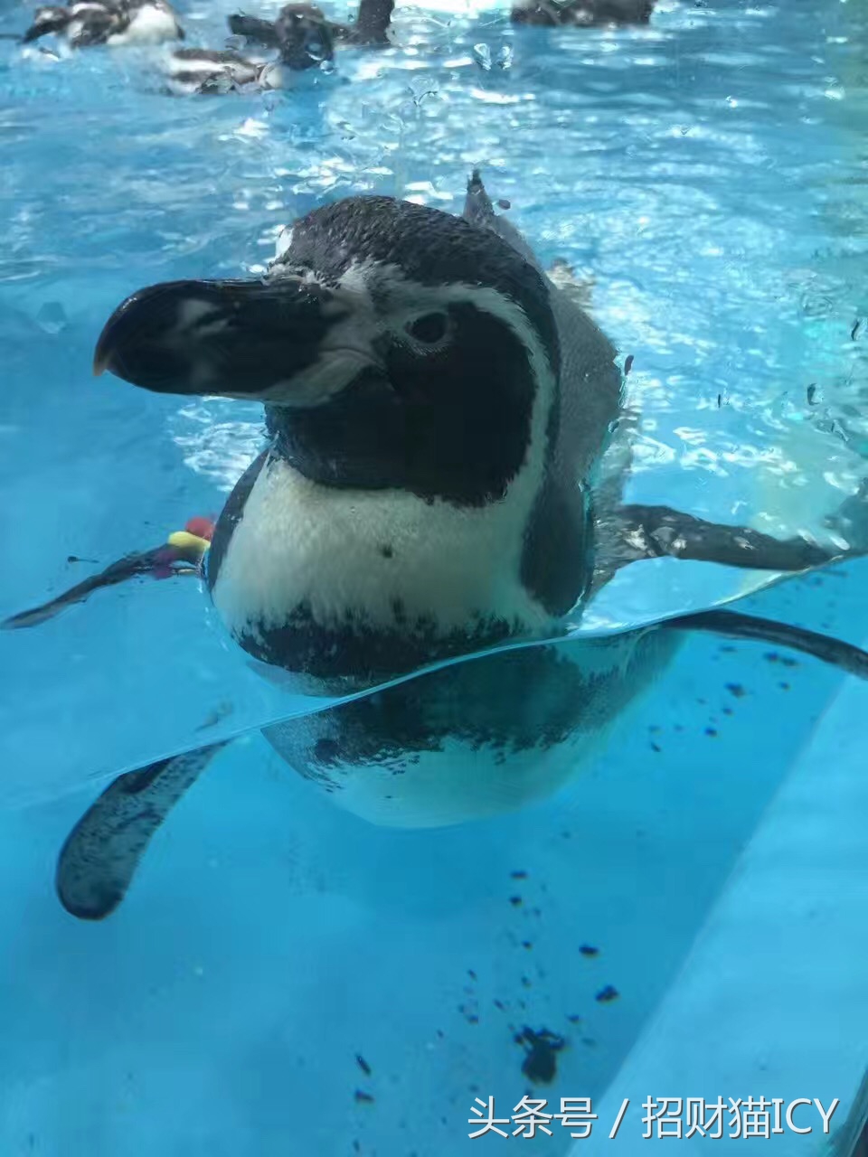 珠海长隆奇幻之旅,广州珠海长隆两天一夜攻略