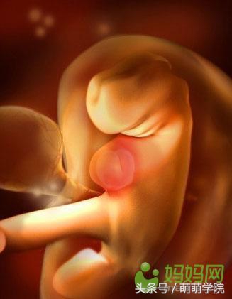 孕期1到40周胎儿发育全过程,胎儿发育40周全过程动态画