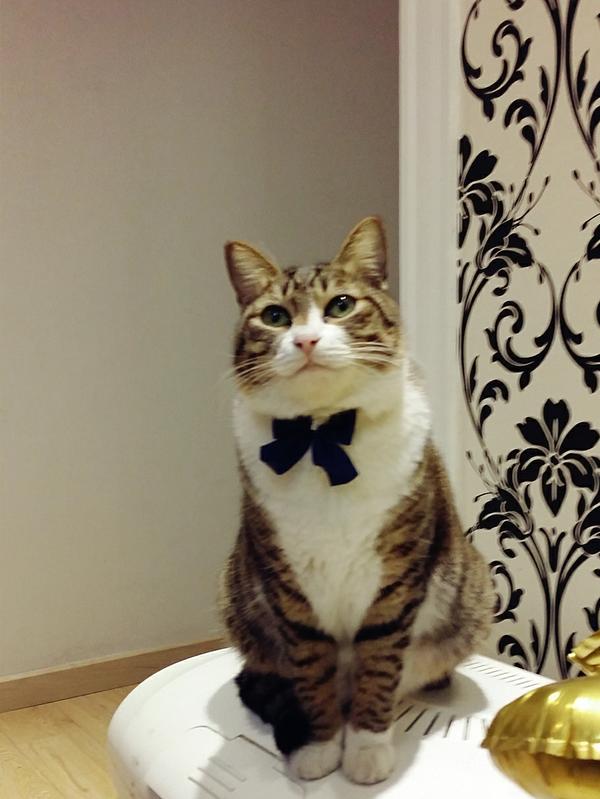 怎么从猫粮过渡到自制猫饭,自制猫饭能替代猫粮吗