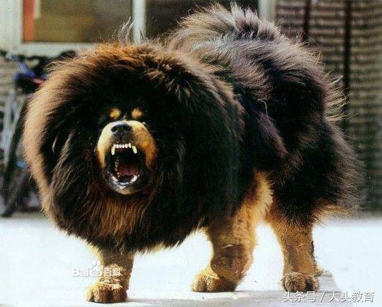 全球十大护卫犬排行榜,世界十大护卫犬排行榜图片