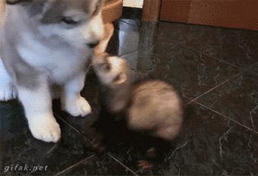 小婊砸，这是我的，别跟我抢