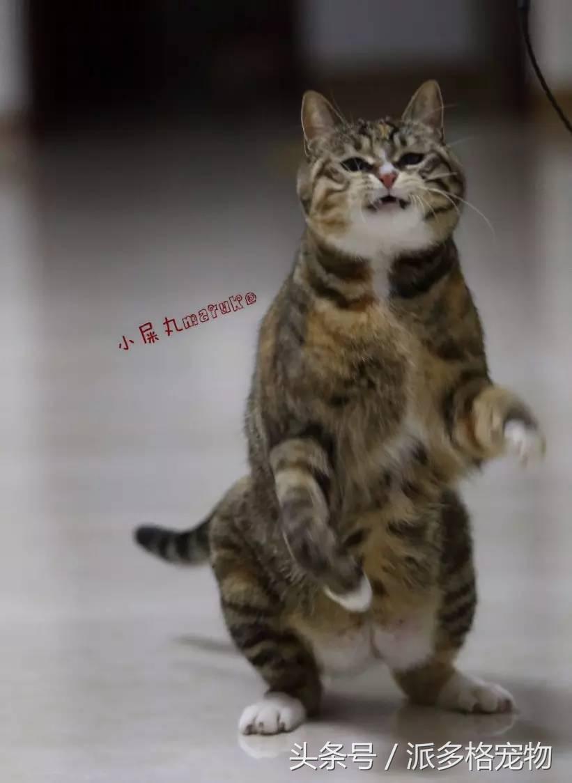 宠物肚皮上小秘密还挺多，当然手感也是一级棒！