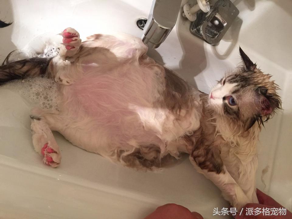 宠物肚皮上小秘密还挺多，当然手感也是一级棒！