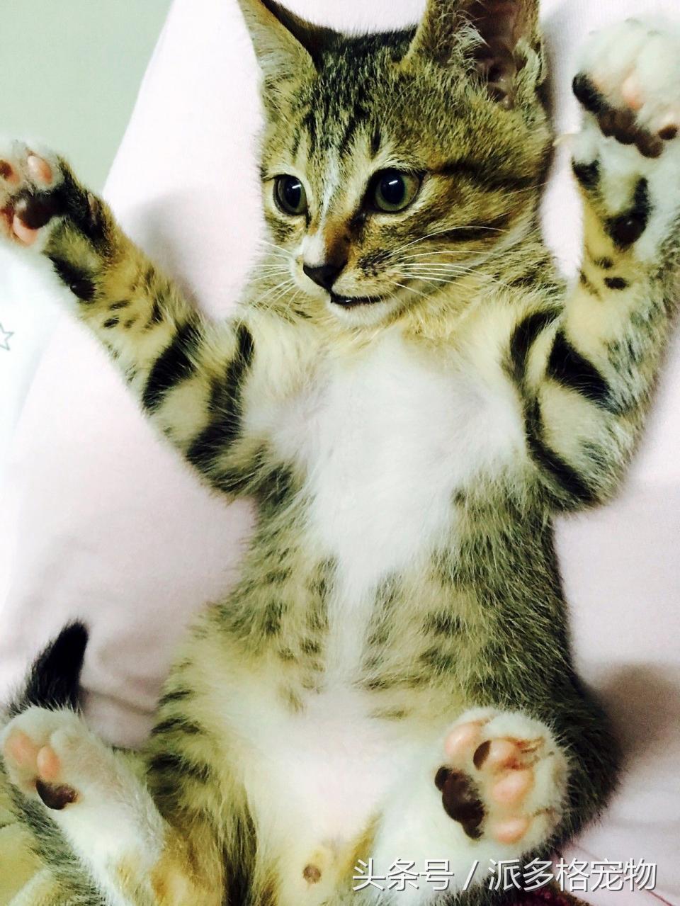 宠物肚皮上小秘密还挺多，当然手感也是一级棒！