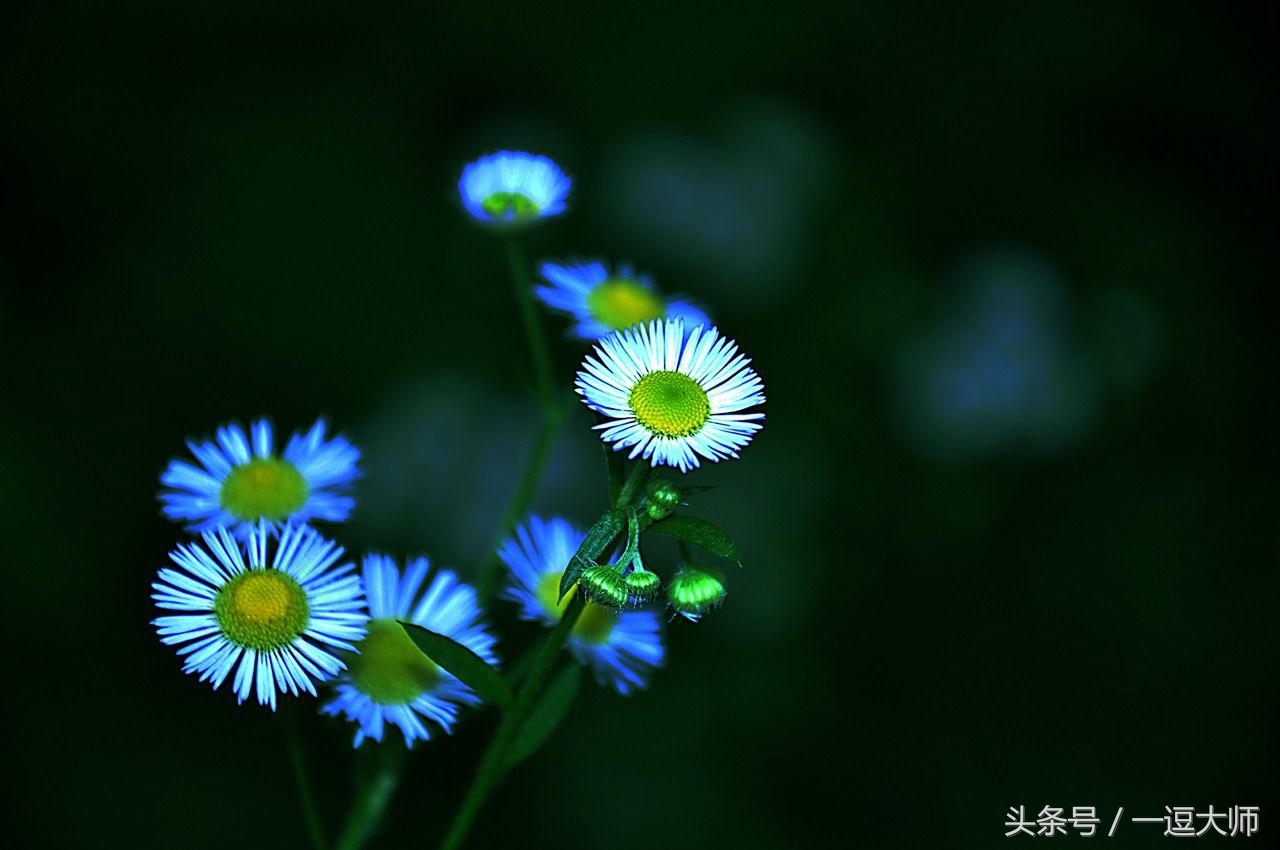 农村常见的粉红色野花,农村常见的8种野花