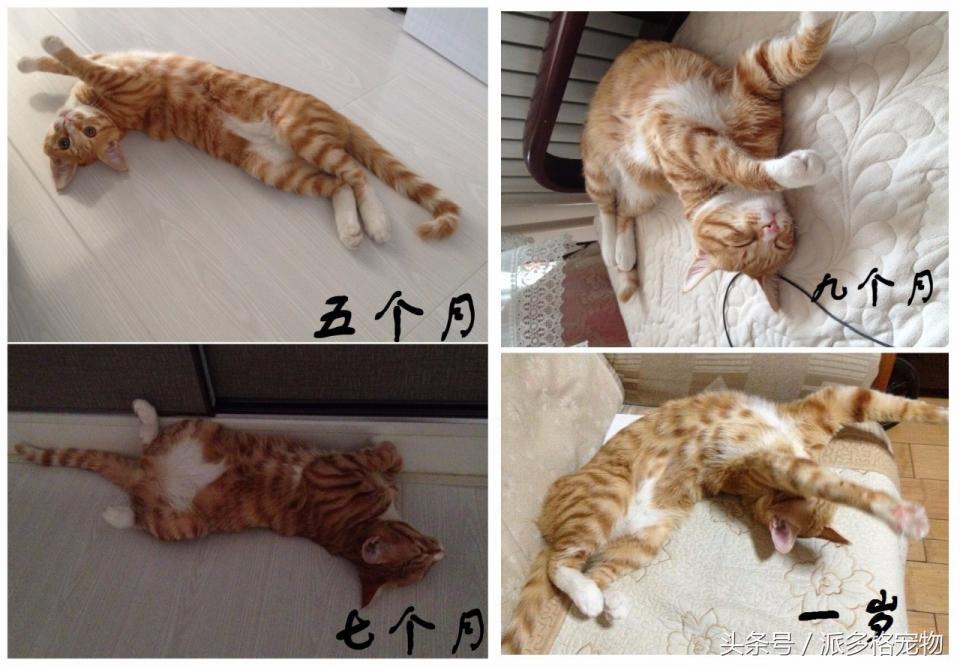 宠物肚皮上小秘密还挺多，当然手感也是一级棒！