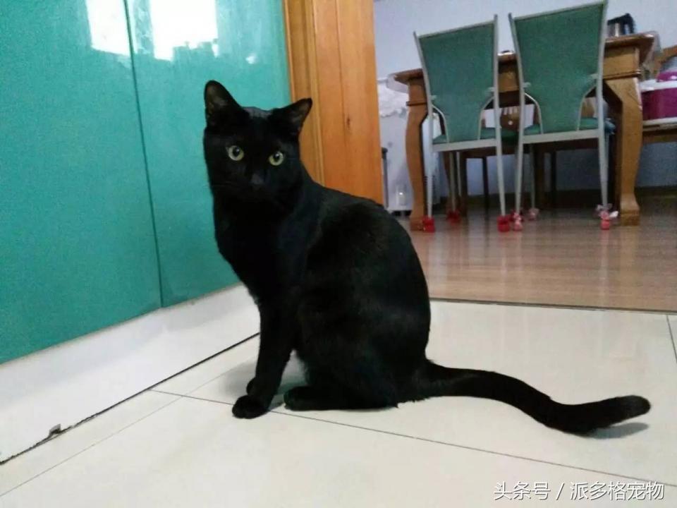 宠物肚皮上小秘密还挺多，当然手感也是一级棒！