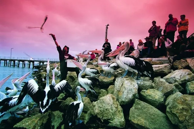 澳大利亚袋鼠岛旅游攻略,袋鼠岛旅游