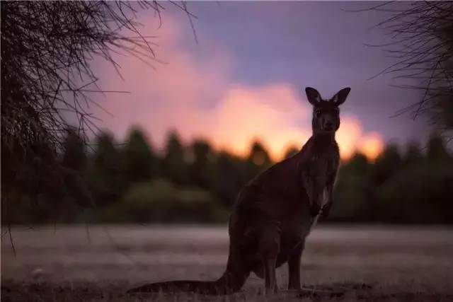 澳大利亚袋鼠岛旅游攻略,袋鼠岛旅游