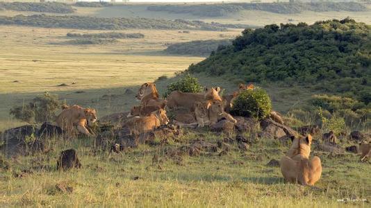 平头哥蜜獾的独特技能,平头哥蜜獾走直路