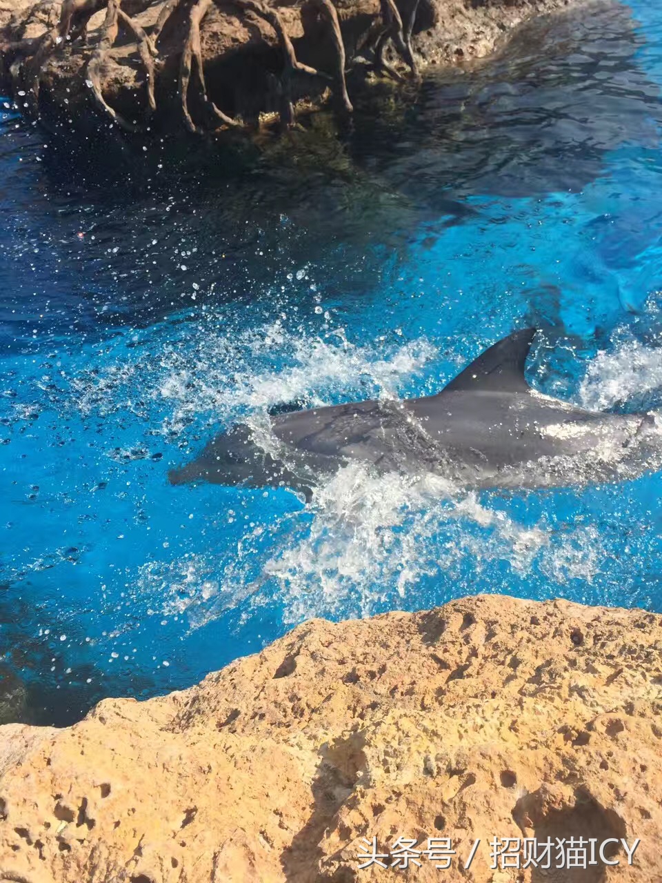 珠海长隆奇幻之旅,广州珠海长隆两天一夜攻略