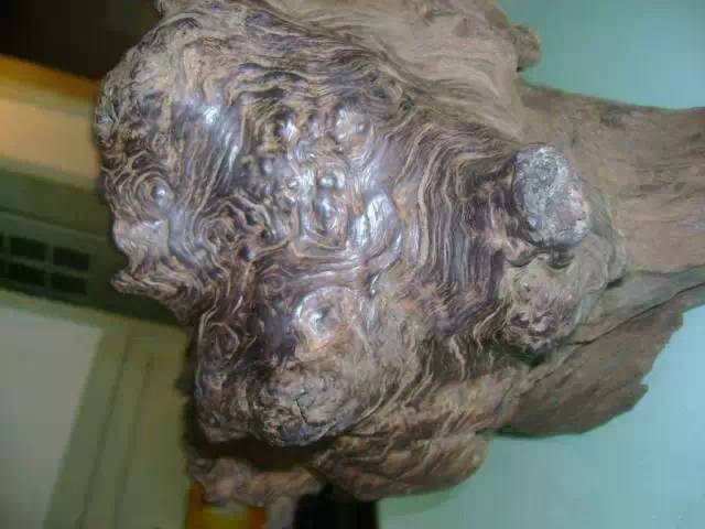 红松木材的密度和硬度对照表,100种木材硬度对照表榉木