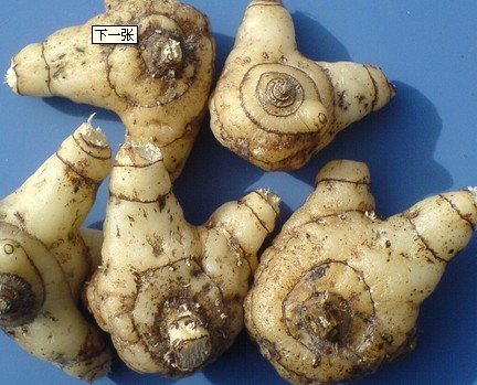 白芨中药粉美白,白芨有美白功效吗