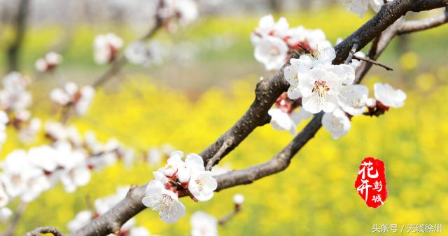最美人间四月天花开如梦,最美人间四月天书香浸润满校园