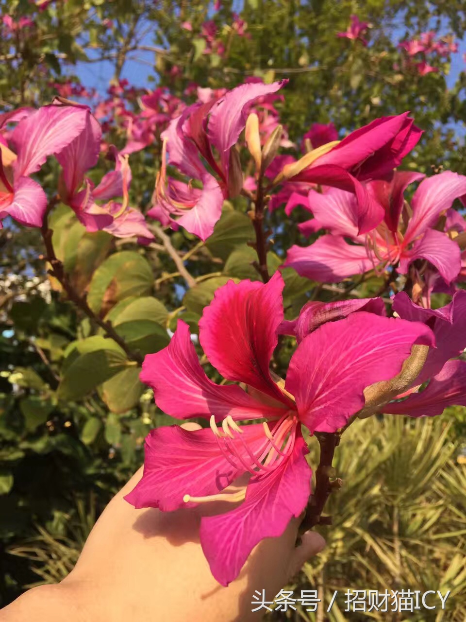 珠海长隆奇幻之旅,广州珠海长隆两天一夜攻略