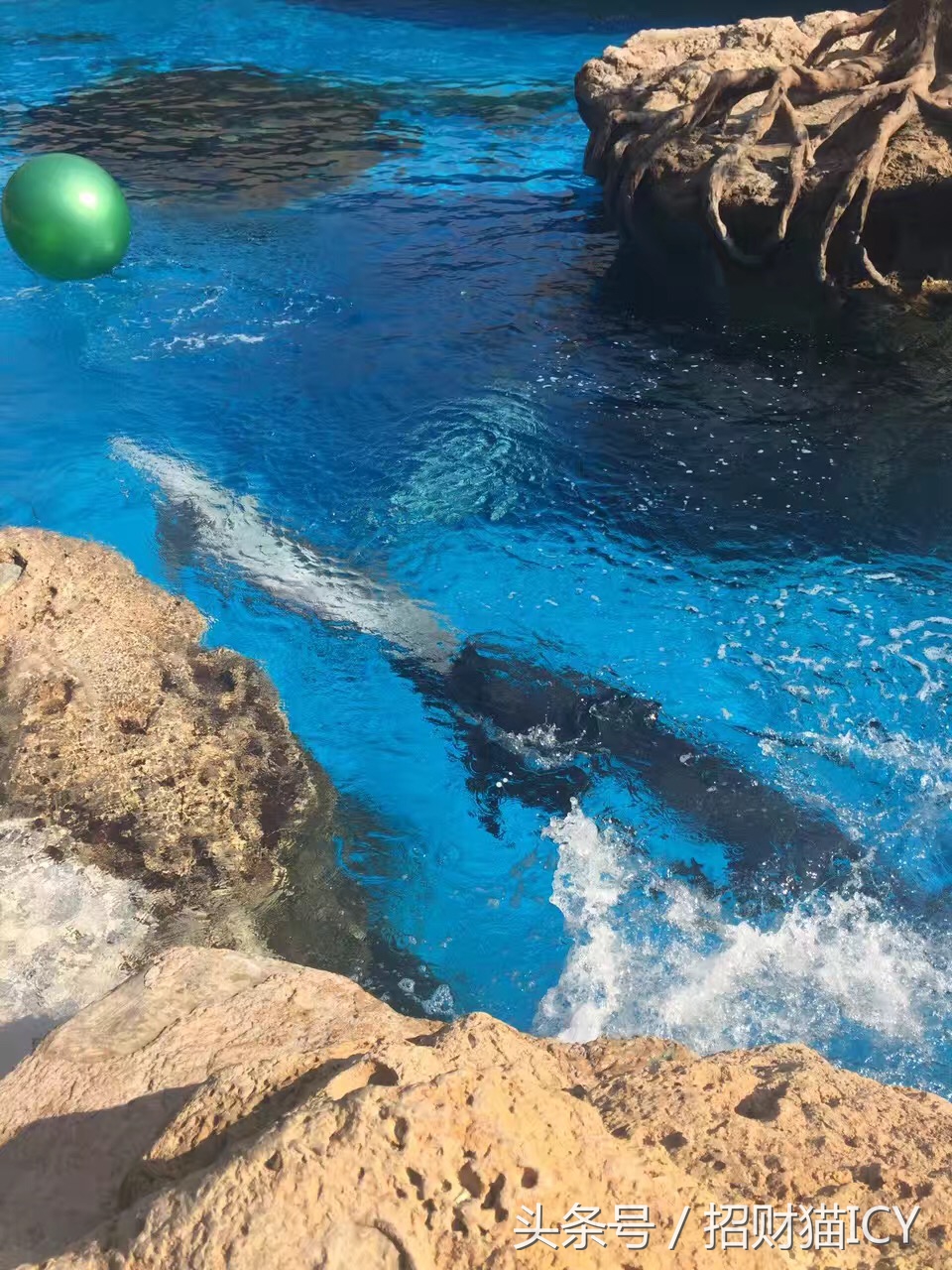 珠海长隆奇幻之旅,广州珠海长隆两天一夜攻略